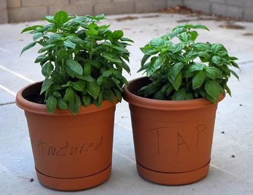 Structured water vs tap water, as manifested in plant growth.
